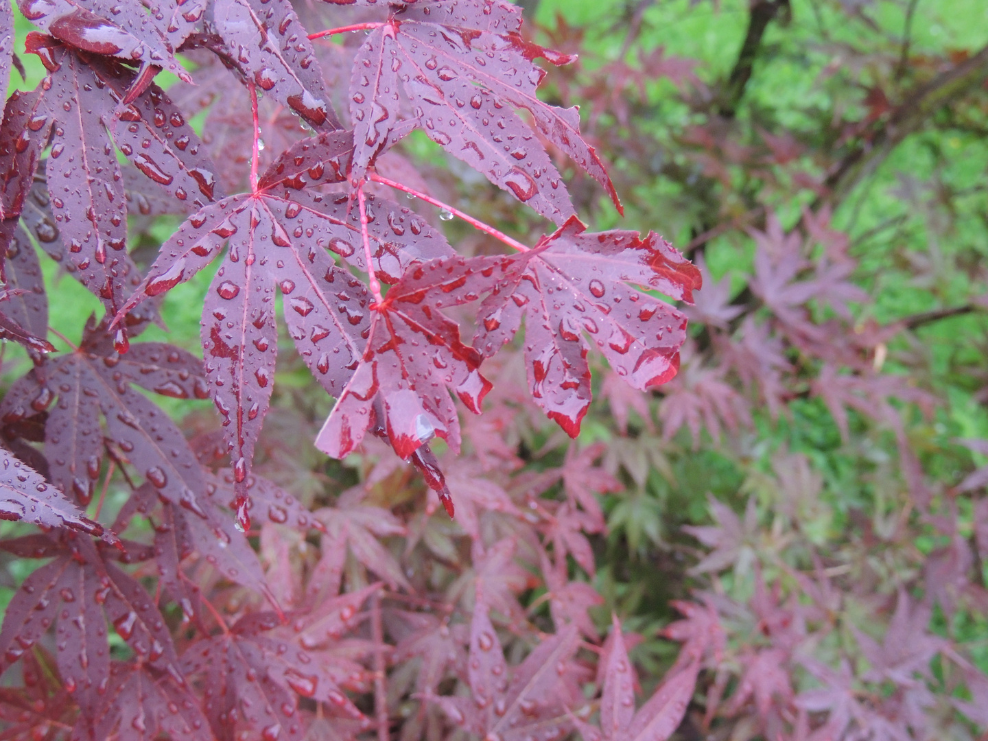 Blatt mit Regentropfen