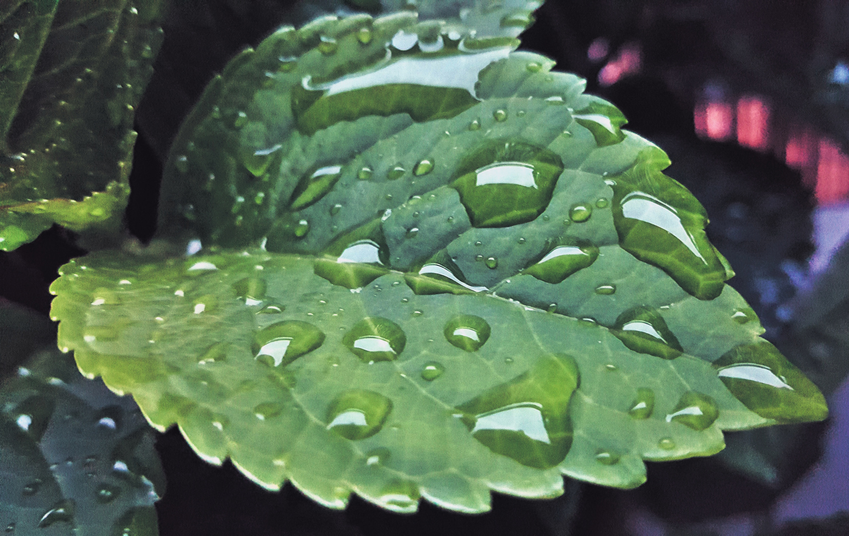 Blatt mit Regentropfen 