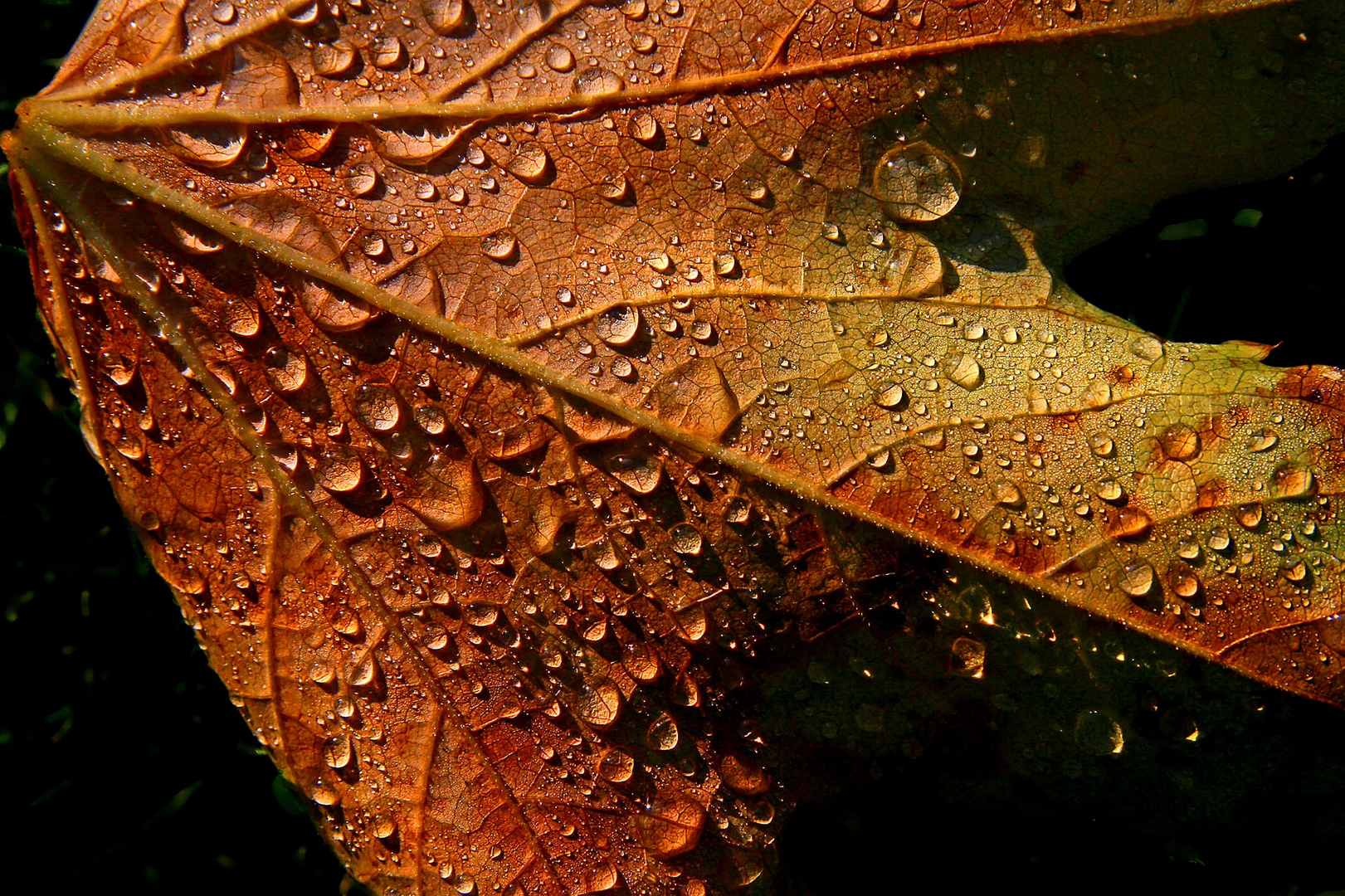 Blatt mit Regentropfen