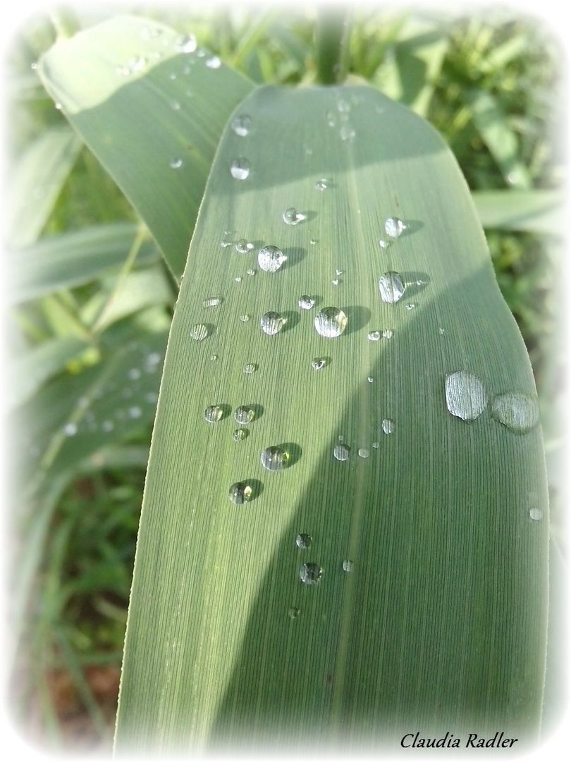 Blatt mit Regentropfen