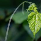 Blatt mit Regentropfen