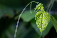 Blatt mit Regentropfen