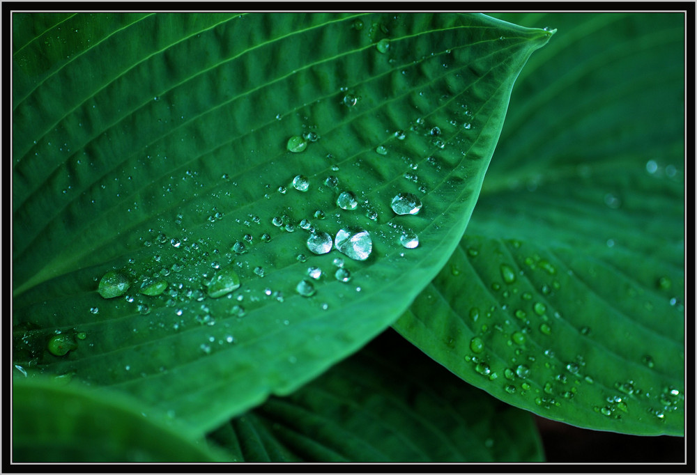 Blatt mit Regentropfen