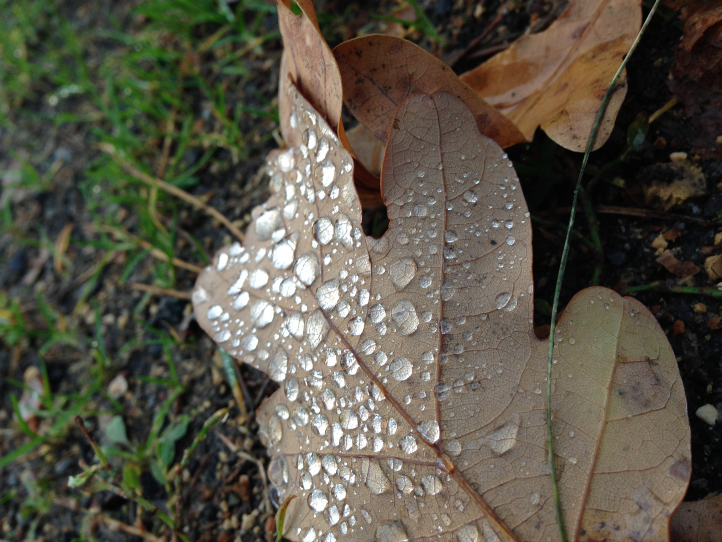 Blatt mit Regentropfen