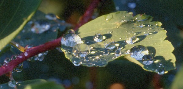 Blatt mit Regentropfen