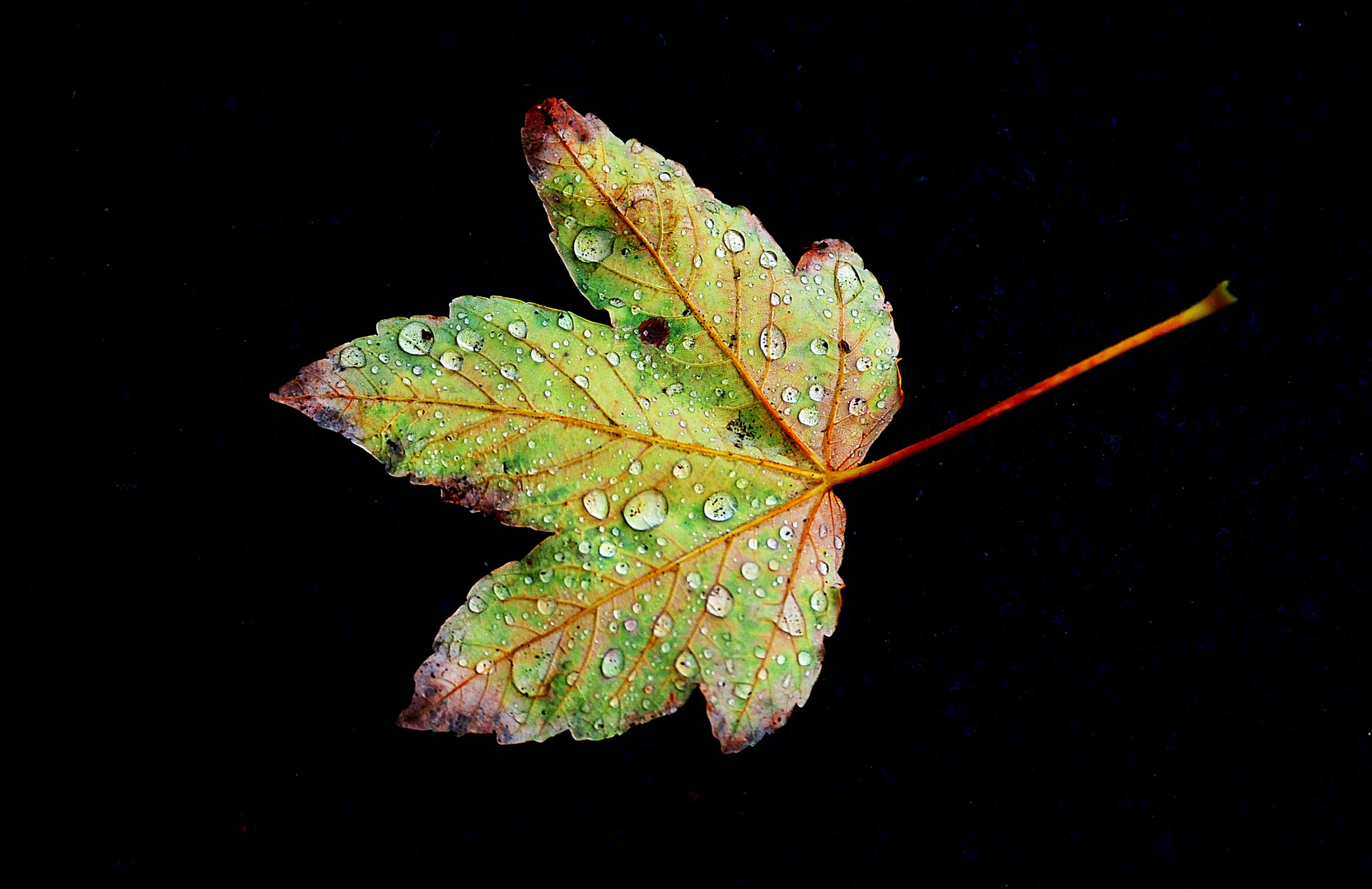 Blatt mit Regentropfen auf Asphalt