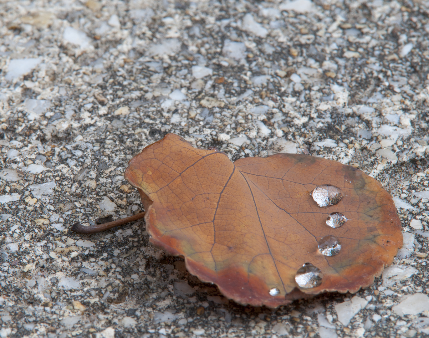 Blatt mit Regentropfen