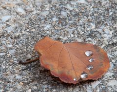 Blatt mit Regentropfen