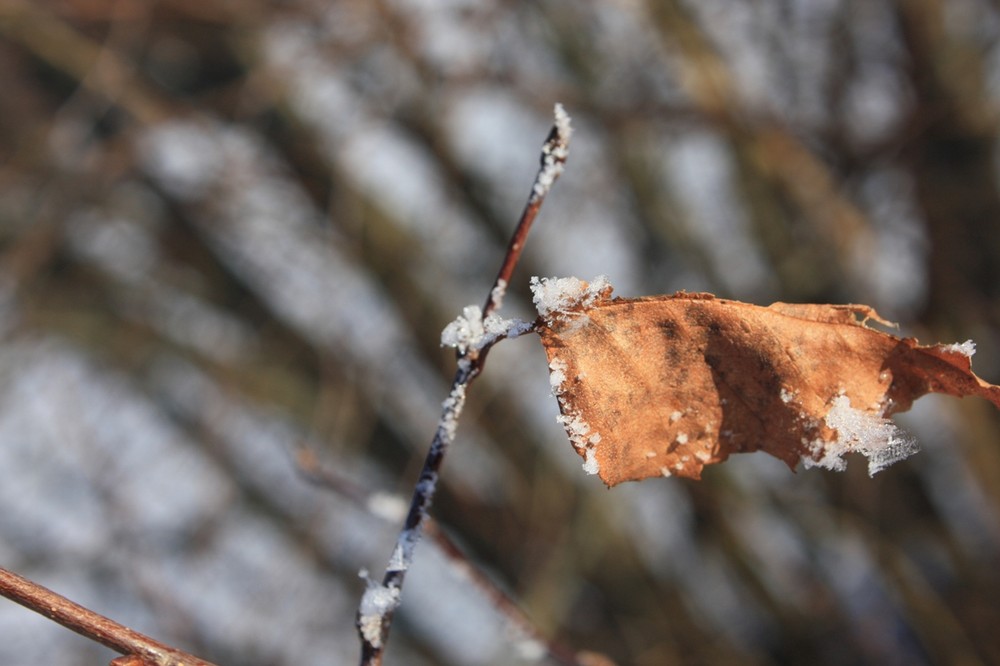 Blatt mit Schnee