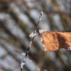 Blatt mit Schnee