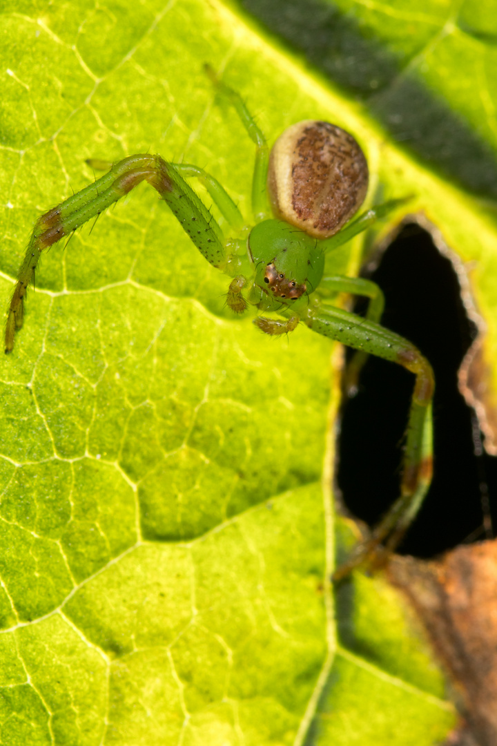 Blatt mit Spinne drauf im Gegenlicht ;-)