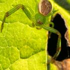 Blatt mit Spinne drauf im Gegenlicht ;-)