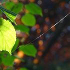 Blatt mit Spinnfaden