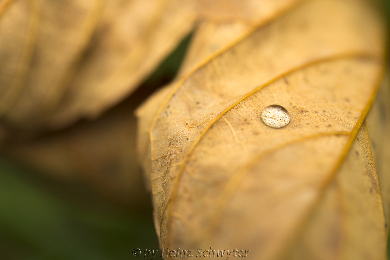 Blatt mit Tautropf