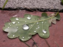 Blatt mit Tautropfen