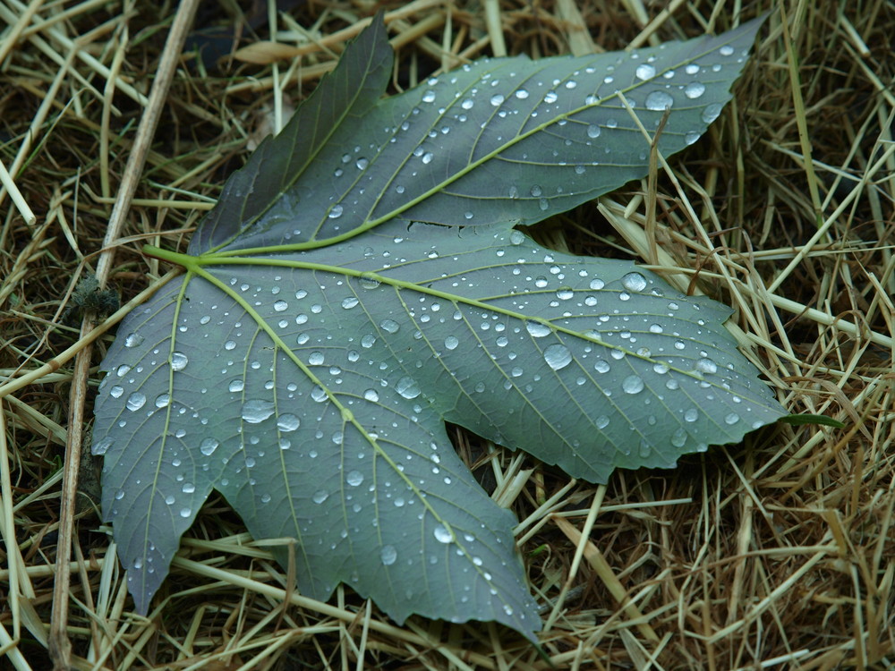 Blatt mit Tautropfen