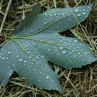 Blatt mit Tautropfen