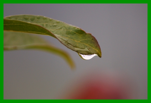 Blatt mit Träne