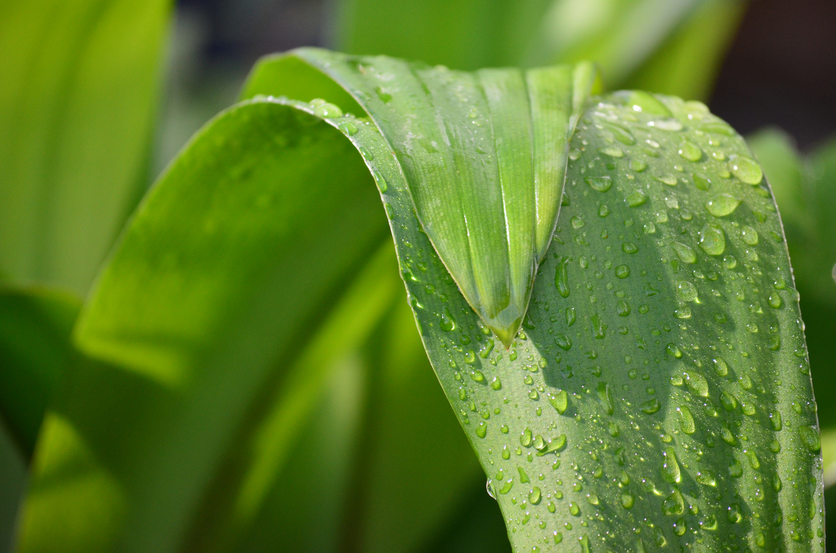 Blatt mit Tropfen