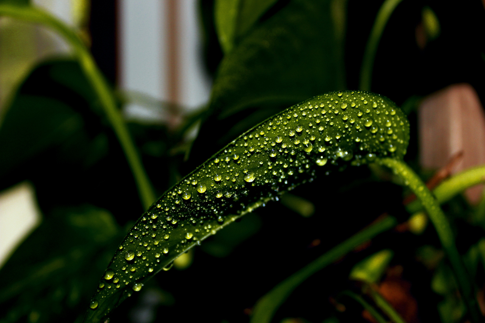 Blatt mit Tropfen