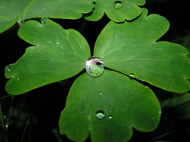 Blatt mit Tropfen