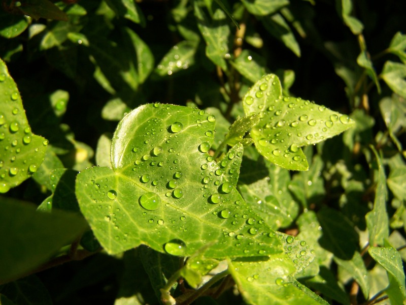 Blatt mit Tropfen 2