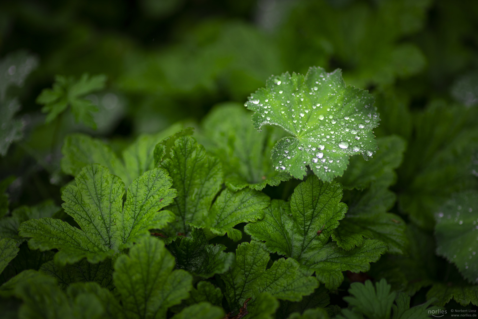 Blatt mit Tropfen