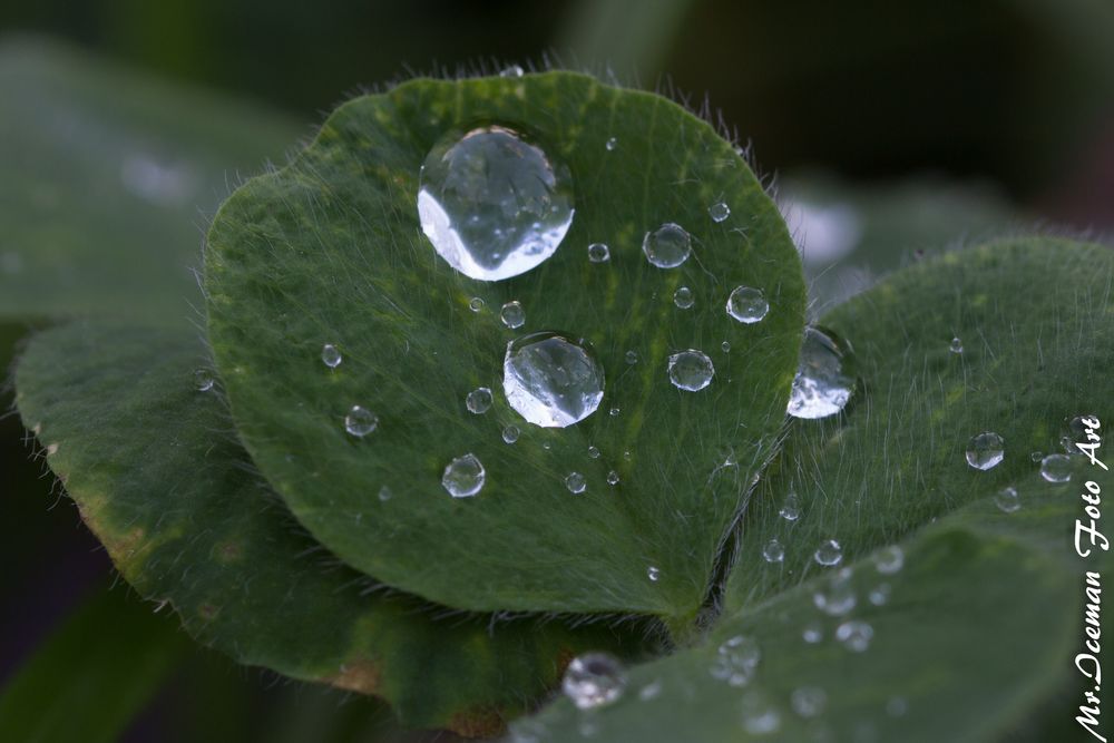 Blatt mit Tropfen