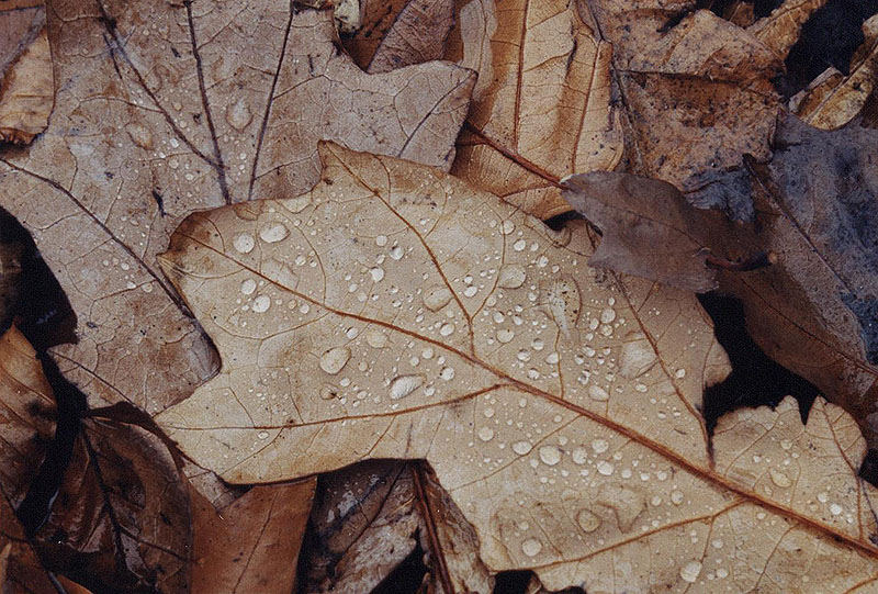 Blatt mit Tropfen