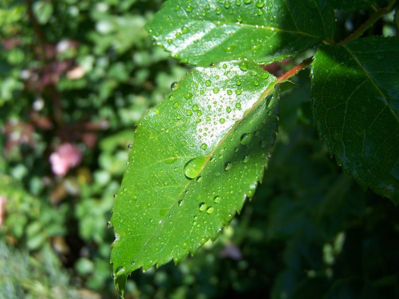 Blatt mit Tropfen