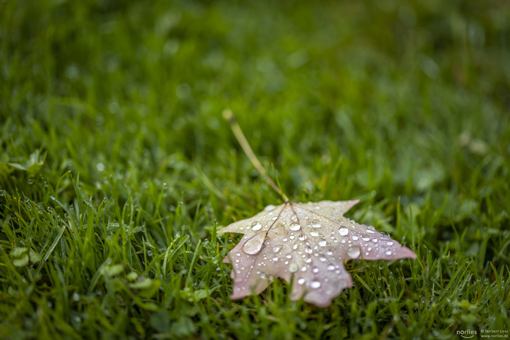 Blatt mit Tropfen