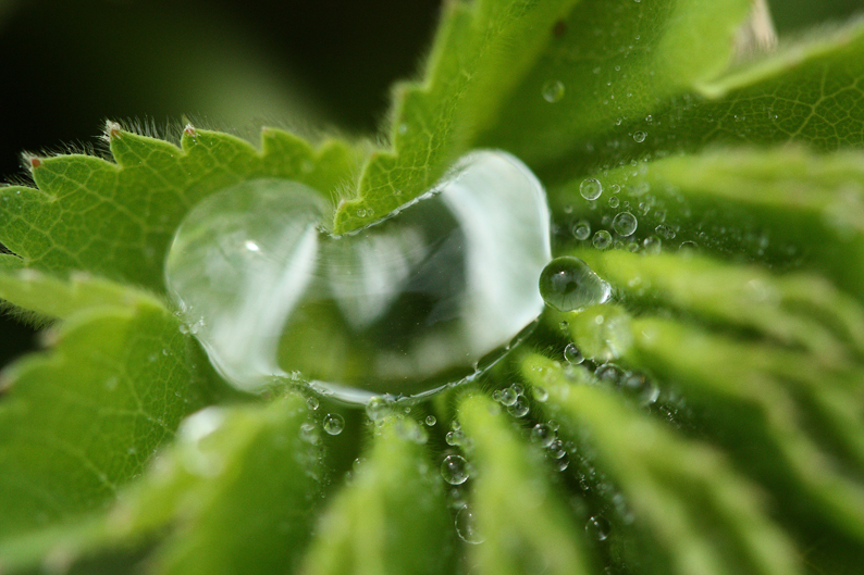 Blatt mit Tropfen