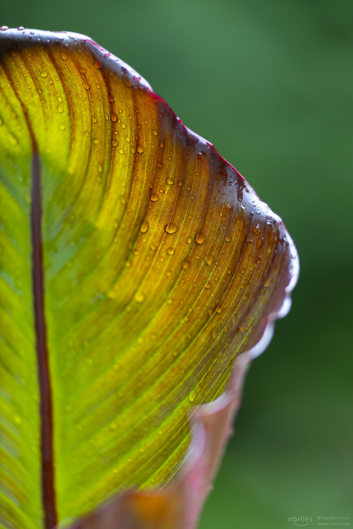 Blatt mit Tropfen