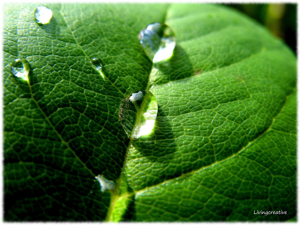 Blatt mit Tropfen