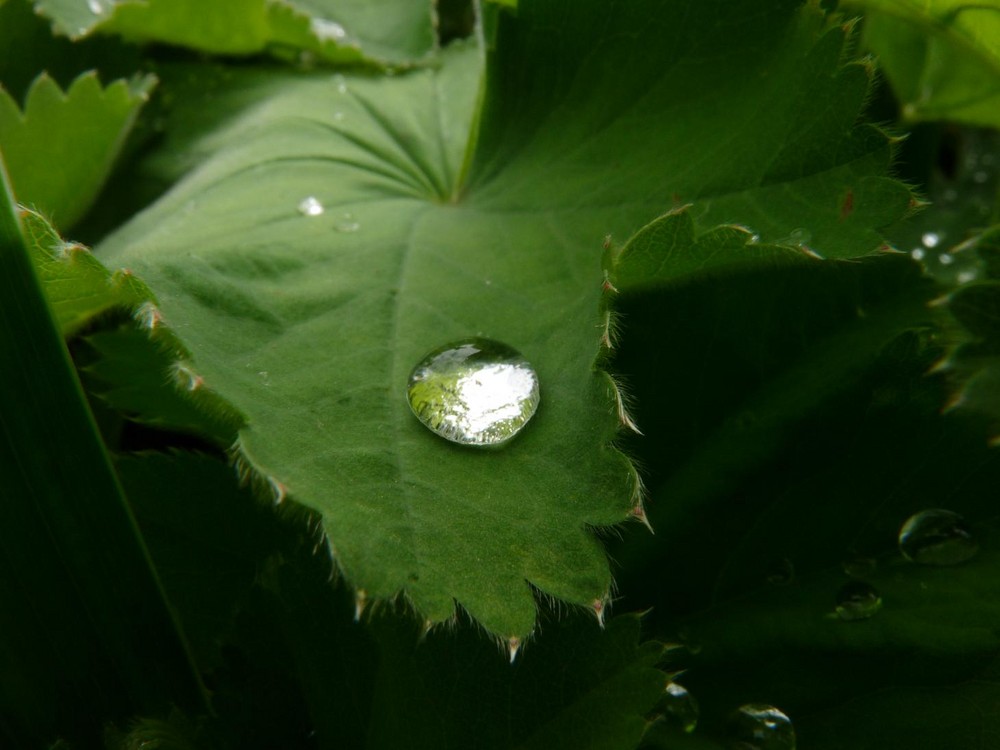 Blatt mit Tropfen