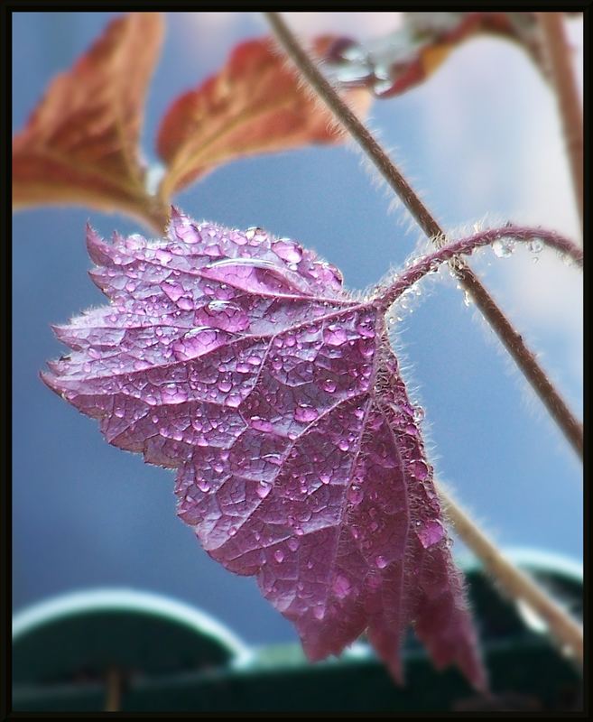 Blatt mit Tropfen