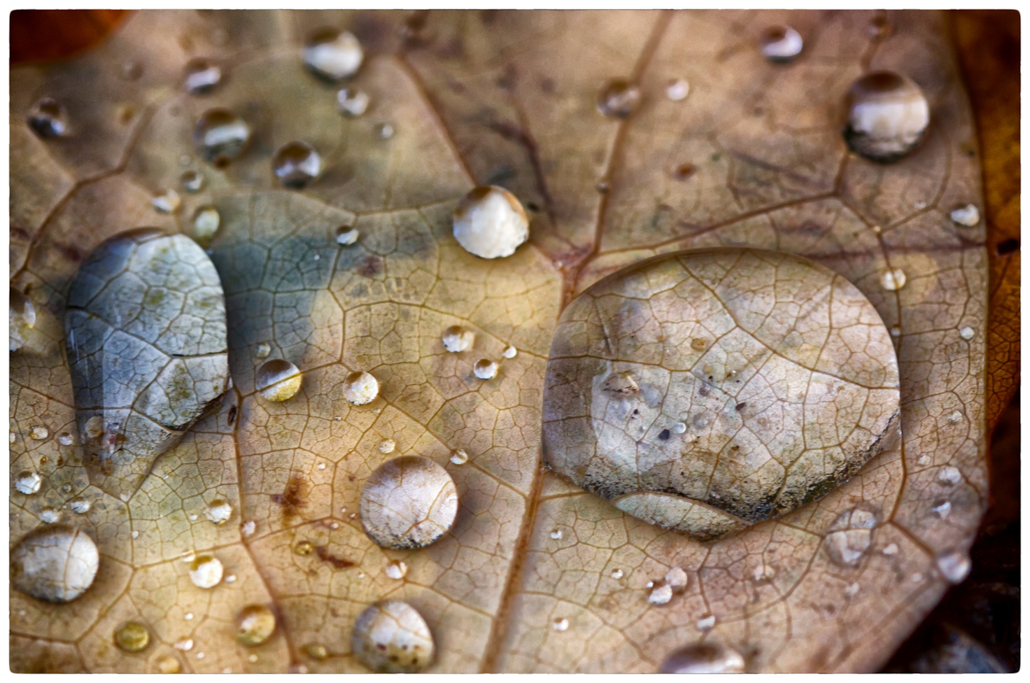 Blatt mit Tropfen