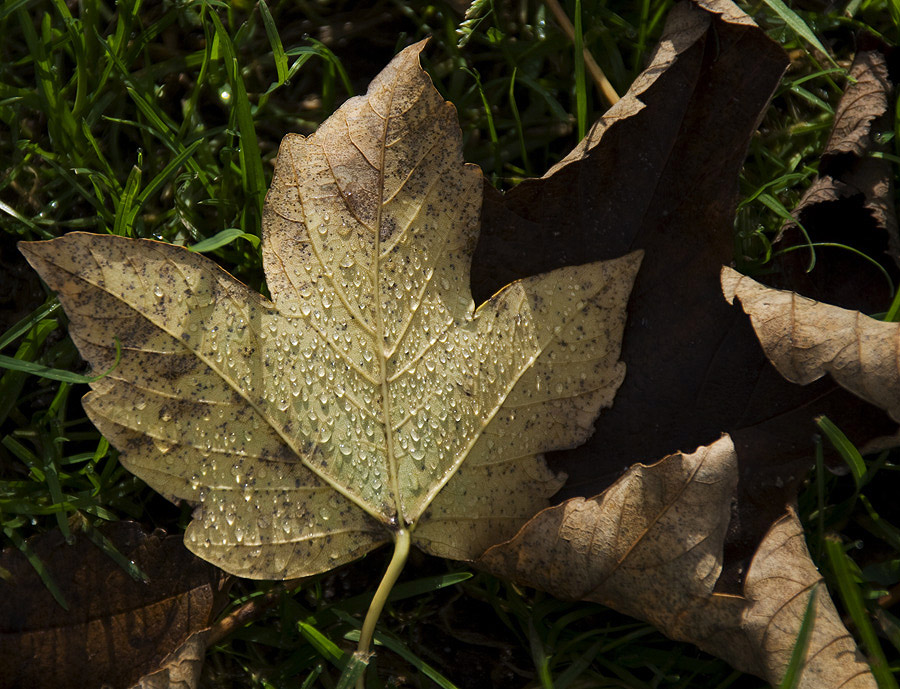 Blatt mit Tropfen