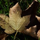 Blatt mit Tropfen