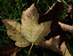 Blatt mit Tropfen