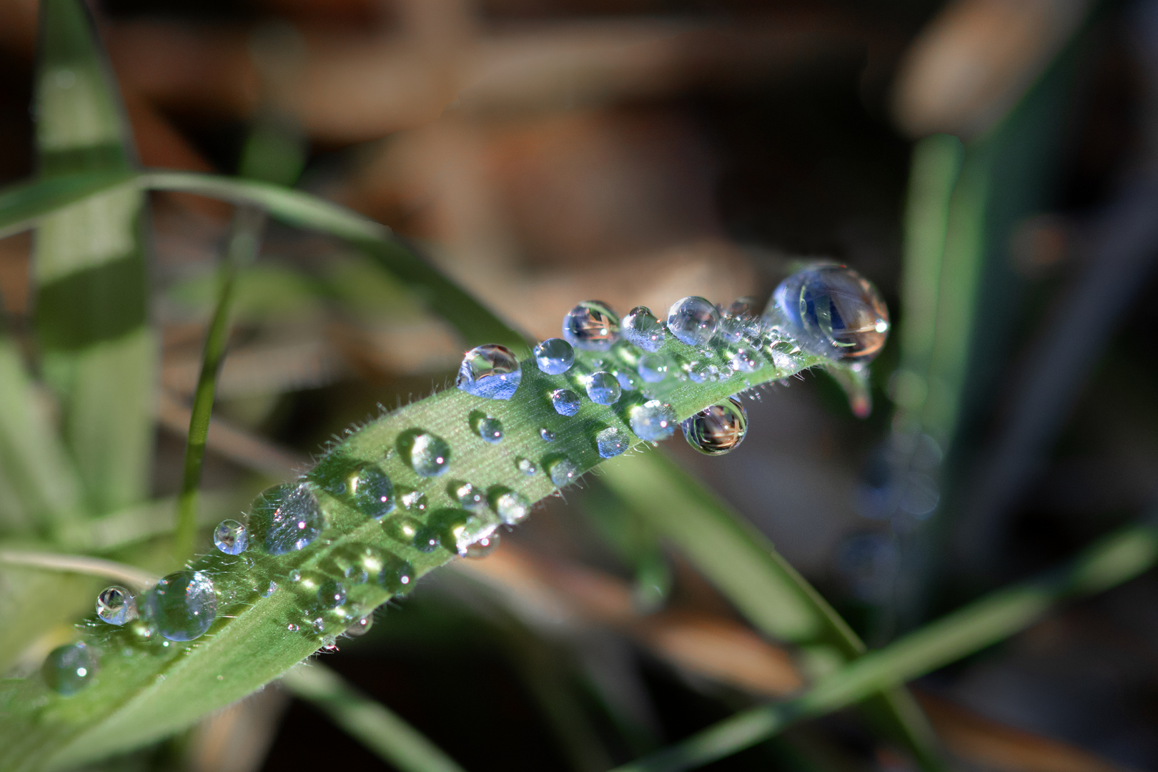 Blatt mit Tropfen