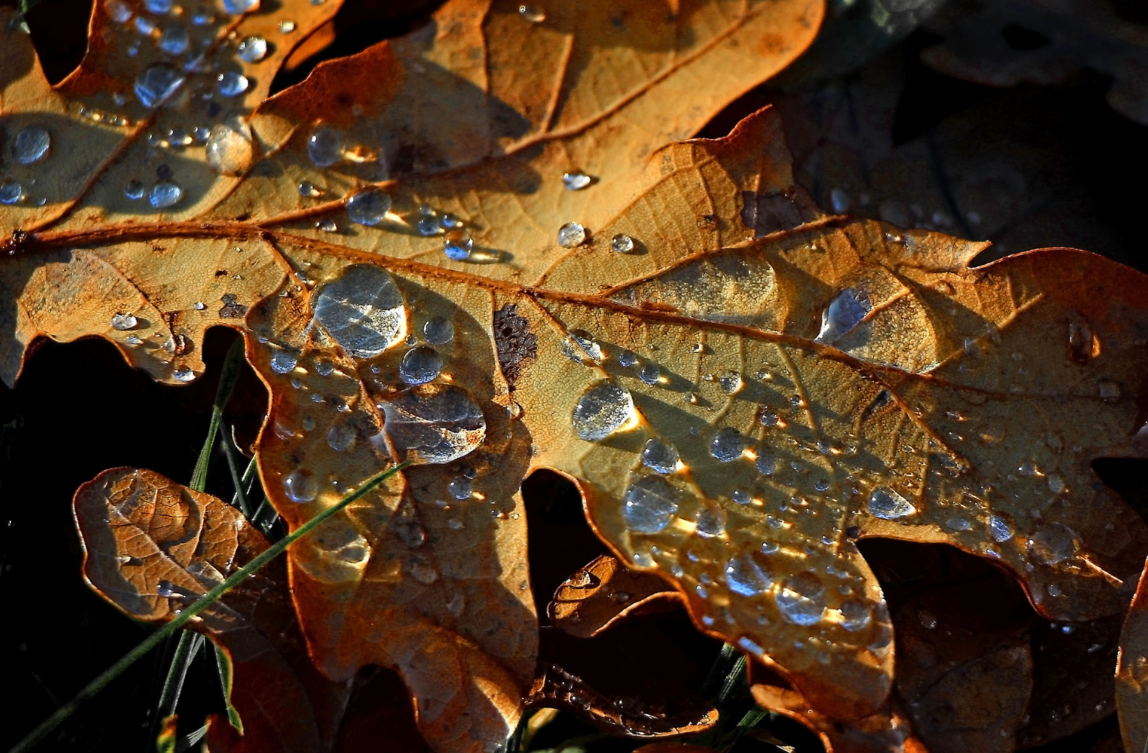 Blatt mit Tropfen