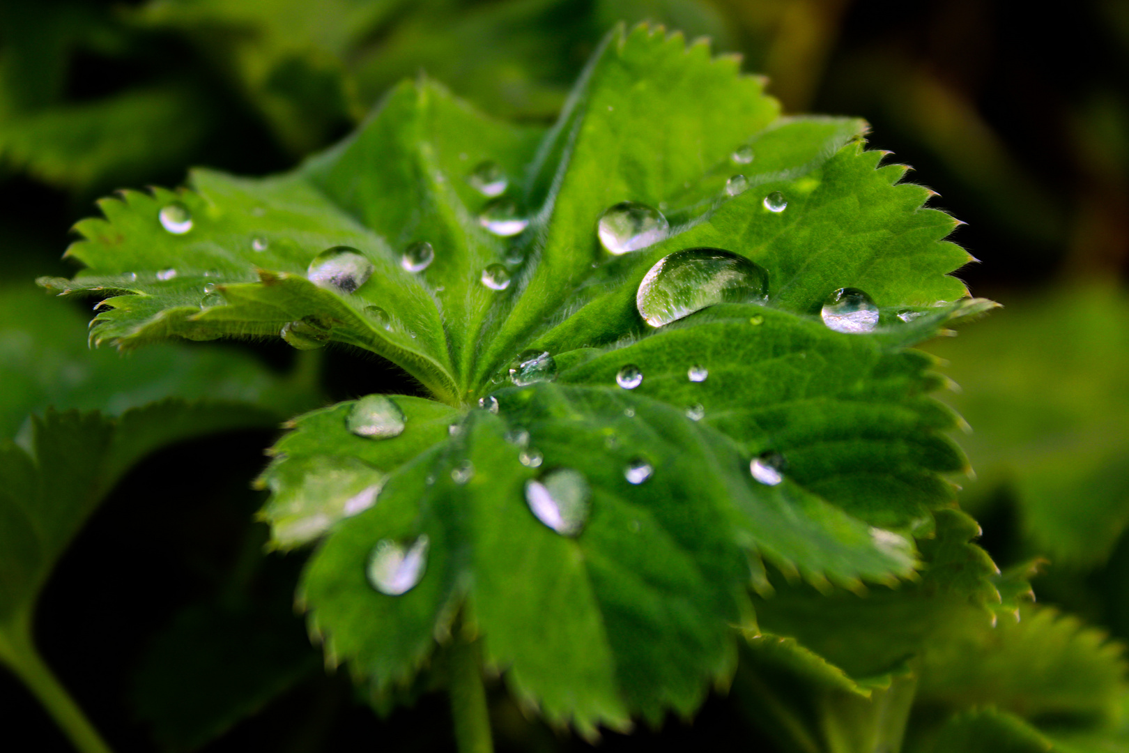 Blatt mit Tropfen