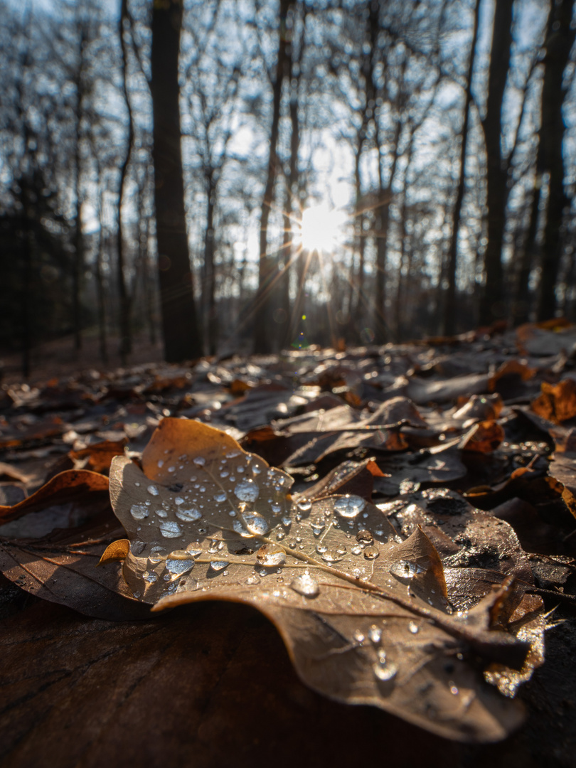 Blatt mit Tropfen im Schloss Park und Sonne im Hintergrund