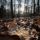 Blatt mit Tropfen im Schloss Park und Sonne im Hintergrund