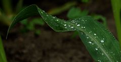 Blatt mit Tropfen von einer  Maispflanze