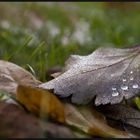 Blatt mit Wassertropfen