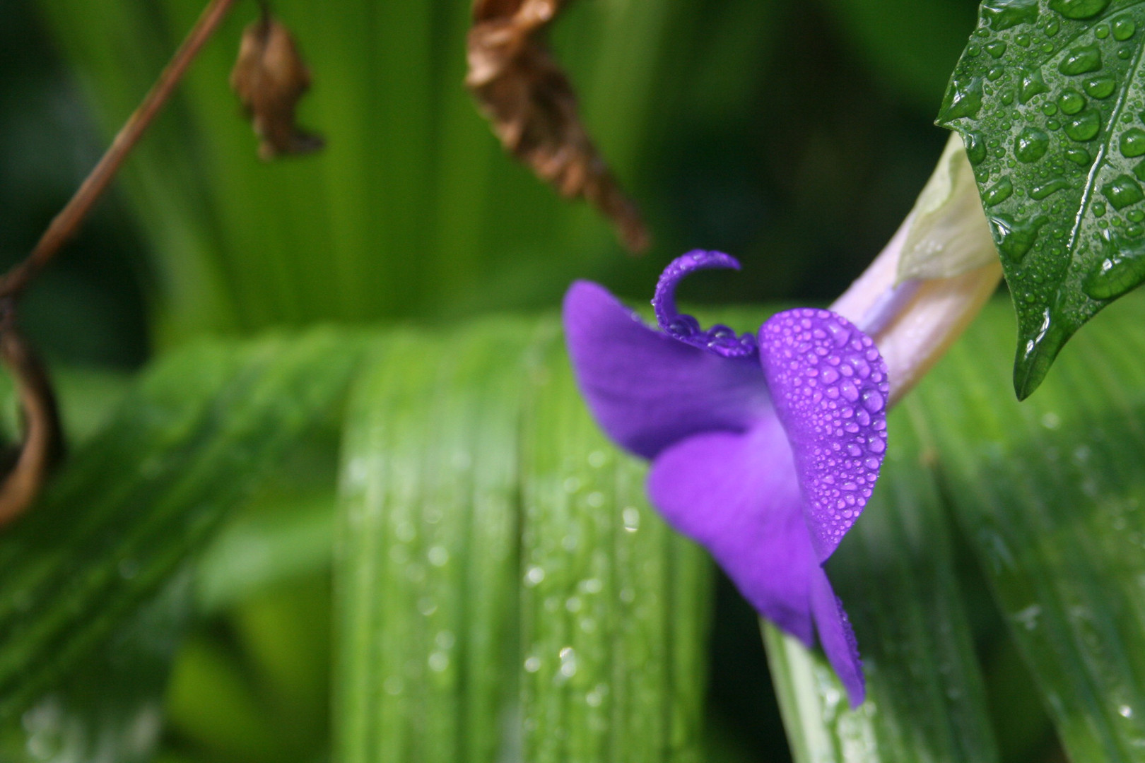 Blatt mit Wassertropfen