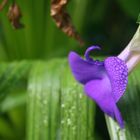 Blatt mit Wassertropfen