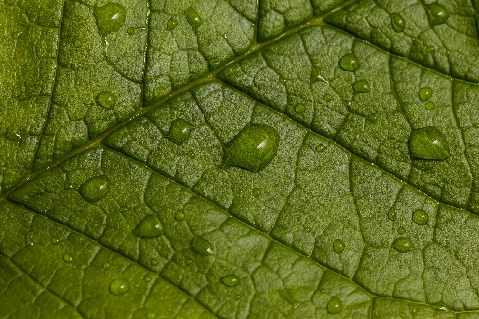 Blatt mit Wassertropfen